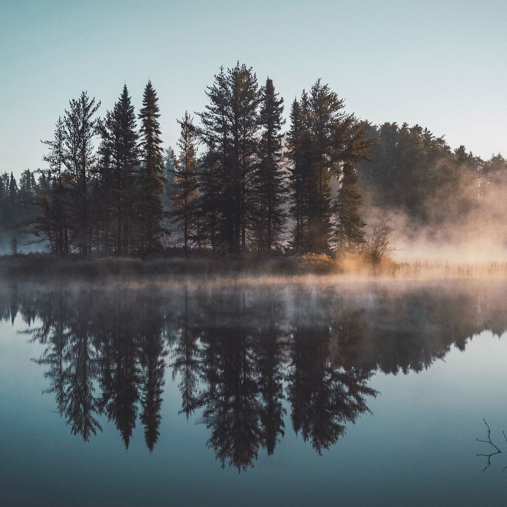 Wald im See Wald im See