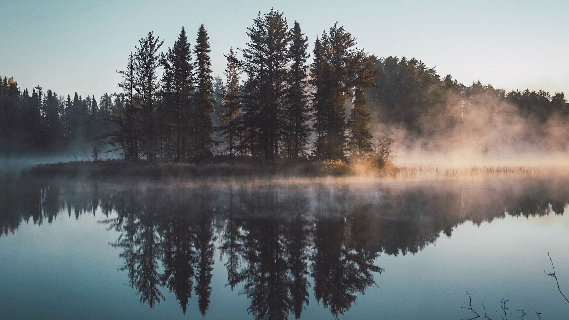 Wald im See Wald im See